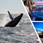 Reykjavík: Whale Watching Cruise and FlyOver Combo Ticket - How the Tour Combines Nature and Technology in Reykjavík