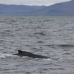Reykjavik: Whale Watching Excursion & Whale Exhibition - Convenient Location in Reykjavik’s Old Town