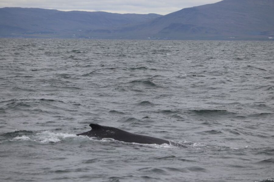 Reykjavik: Whale Watching Excursion & Whale Exhibition - Convenient Location in Reykjavik’s Old Town