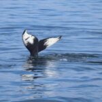 Reykjavik: Whale Watching Morning Expedition - Navigating the Tranquil Waters of Faxaflói Bay