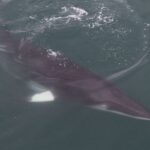 Reykjavik: Whale Watching Tour by RIB Boat - Thrilling RIB Boat Ride with Comfortable Seating