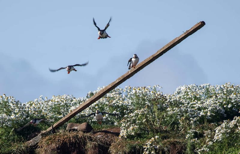 Reykjavik: Whales and Puffins Express Cruise Combo Tour - Exploring Faxaflói Bay with the Andrea Whale Watching Boat