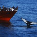 Reykjavik Whales & White Water Rafting Adventure - Starting Your Day at Elding Whale Watching in Reykjavik’s Old Harbour