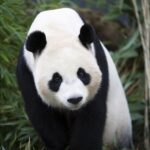 Rhenen: Ouwehands Zoo Entry Ticket - Encounter Koalas and Discover Their Habitat