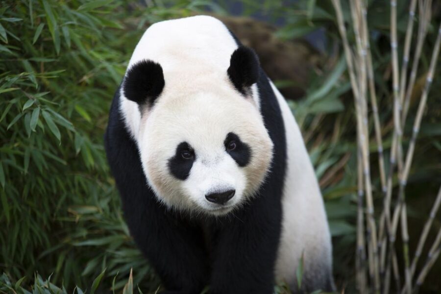 Rhenen: Ouwehands Zoo Entry Ticket - Encounter Koalas and Discover Their Habitat