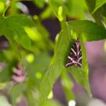 Rhodes: Butterfly Valley and Seven Springs Small Group Trip - Discovering Rhodes Butterfly Valley