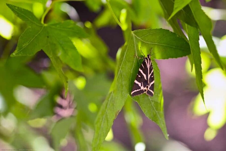 Rhodes: Butterfly Valley and Seven Springs Small Group Trip - Discovering Rhodes Butterfly Valley