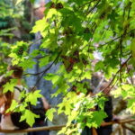 Rhodes: Butterfly Valley Half-Day Bus Trip - The Scenic Drive to Butterfly Valley