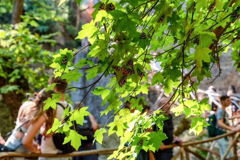 Rhodes: Butterfly Valley Half-Day Bus Trip - The Scenic Drive to Butterfly Valley