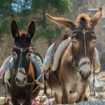 Rhodes Hidden Gems: Self-Drive Offroad Expedition - Tasting Rhodian Flavors in Archipoli Village