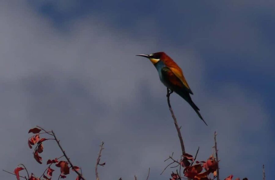 Rhodes: Safari with experienced driver - South pick ups - Exploring Rhodes’ Remote Roads and Mountain Passes