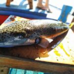 Rhodes Town: Fishing Boat Trip with Fish Meal and Swim Stops - The Traditional Greek Fishing Boat: Design and Comfort