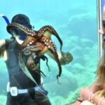 Rhodes Town: Yellow Submarine Cruise with Underwater Views - Starting Point Near Rhodes Courthouse