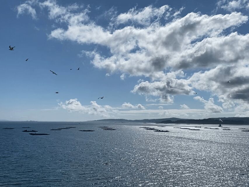 Ría de Arousa: Daytime or Sunset Sailboat Cruise with drinks - Scenic Views of Galicia’s Coastline