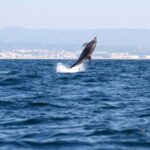 Ria Formosa: Dolphin-Watching Boat Tour - Starting Point at Olhão and Meeting Arrangements