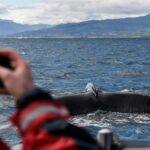 RIB boat express: Whales, Eyjafjord and Akureyri - Encountering Whales in Icelands Fjord