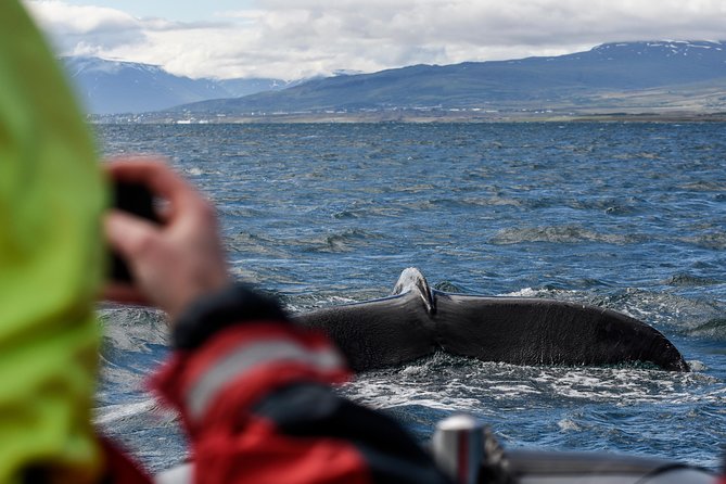 RIB boat express: Whales, Eyjafjord and Akureyri - Encountering Whales in Icelands Fjord