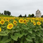 Ribagnac: Nico's gourmet hike - From Vineyards to Forests: The Route and Key Stops