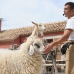 Riccione: Oltremare Park Entrance Ticket - Soaring Birds of Prey in the Sprawling Aviary
