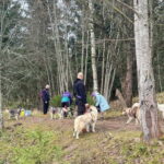 Riga: Husky Hike in the Nature Trail - The Route Choices and Scenic Highlights