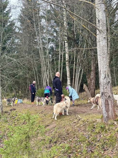 Riga: Husky Hike in the Nature Trail - The Route Choices and Scenic Highlights