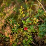 Riga: Seaside Nature Park Walk with a Local Photographer - Exploring the Forest Lake Ummis and Seaside Forest