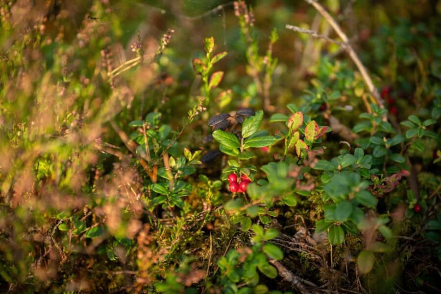 Riga: Seaside Nature Park Walk with a Local Photographer - Exploring the Forest Lake Ummis and Seaside Forest