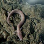 Rijeka: Postojna Cave and Predjama Castle - The Unique Experience of Riding the Electric Train in Postojna Cave