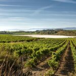 Rioja Wine Tour: 2 Wineries From Bilbao - Scenic Vineyard Walks and Rural Landscape Views