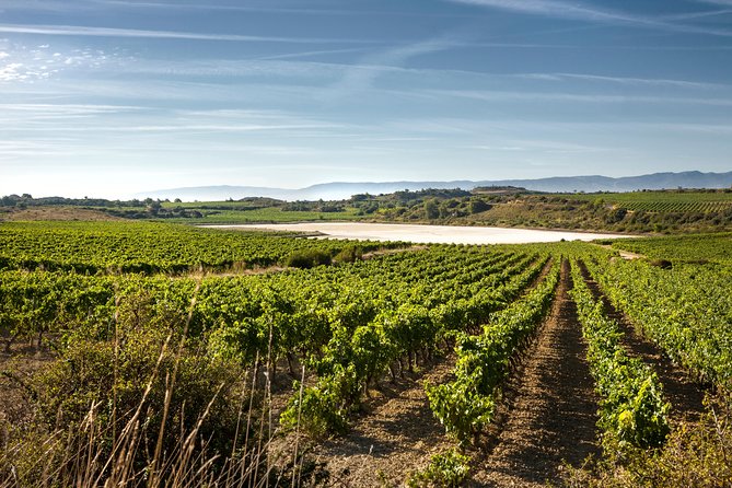 Rioja Wine Tour: 2 Wineries From Bilbao - Scenic Vineyard Walks and Rural Landscape Views