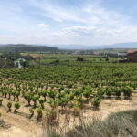 Rioja Wine Tour: 3 Wineries & Pintxos Lunch - Starting Point and Transportation in Rioja
