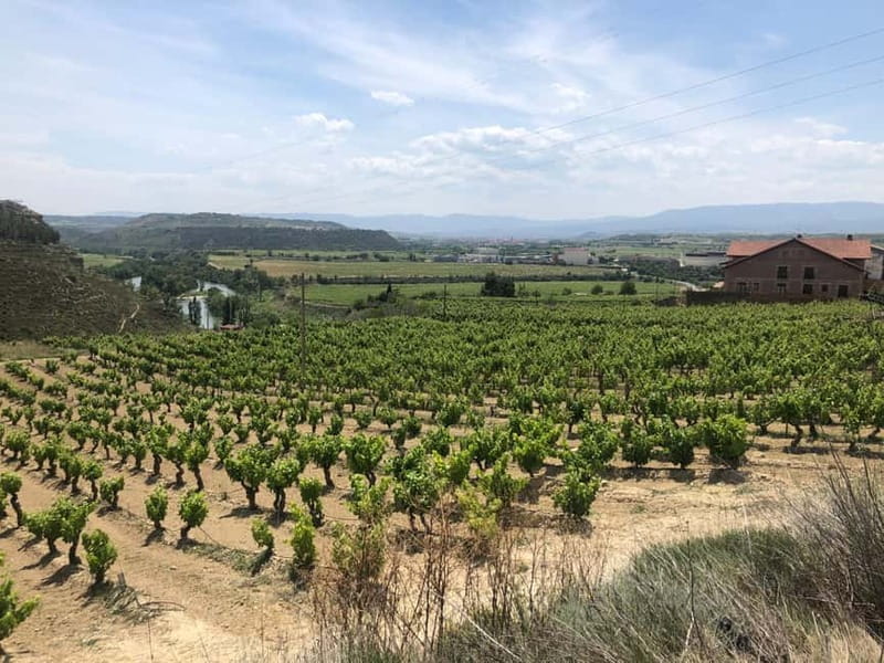 Rioja Wine Tour: 3 Wineries & Pintxos Lunch - Starting Point and Transportation in Rioja