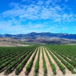Rioja's Top wines tasting private tour - Visiting the Iconic Bodegas Marques de Riscal