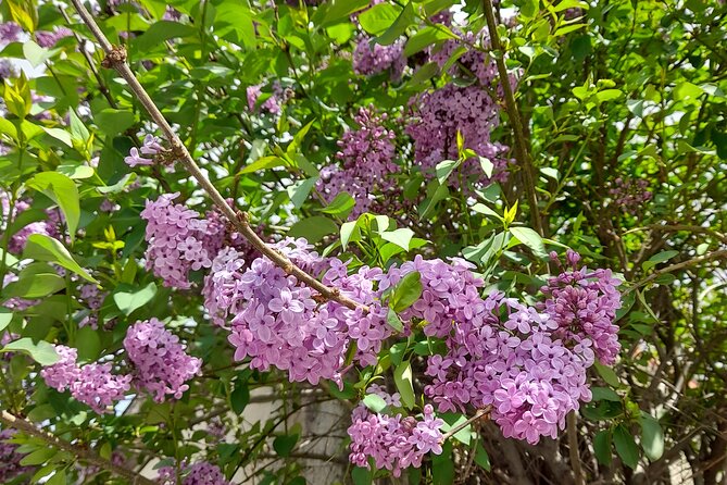 Riverbank Adventure in Naxos (Kinidaros - Eggares) - Exploring the Riverbank Ecosystem and Waterfalls