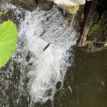 Rize: Ayder Highland Village & Tea Tasting Private Day Trip - Starting the Day with a Tea Factory Visit in Rize