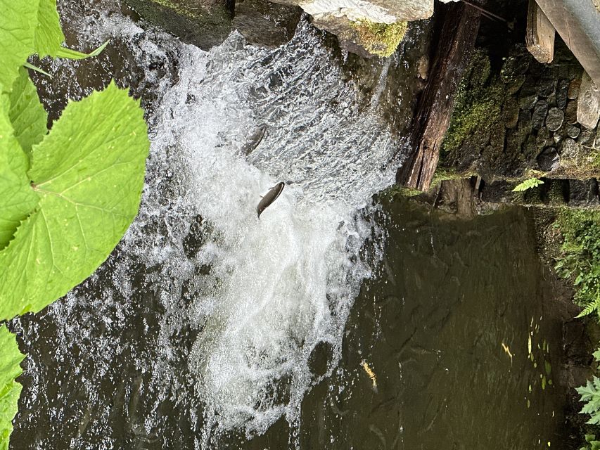 Rize: Ayder Highland Village & Tea Tasting Private Day Trip - Starting the Day with a Tea Factory Visit in Rize