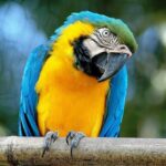 Rome: Bioparco di Roma Zoological Garden Entry Ticket - What Animals Will You Encounter?