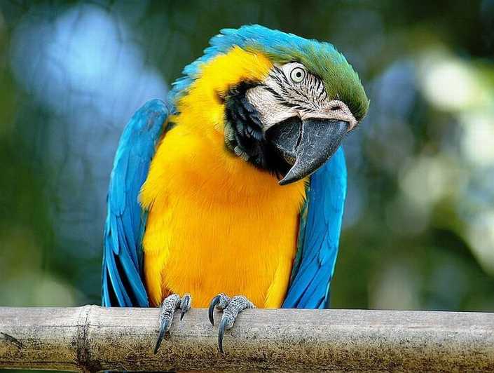 Rome: Bioparco di Roma Zoological Garden Entry Ticket - What Animals Will You Encounter?