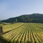 Rome Countryside Vineyards and Wine Tasting - Private Tour - Visiting the Historic Family-Owned Winery