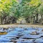 Rome: Frascati Vineyard Bike Tour with Train Tickets - Exploring Frascati’s Historic Center by E-Bike