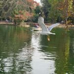 Rome: Villa Borghese Lake Tour by boat, rowing independently + golf cart - Logistics and Meeting Details