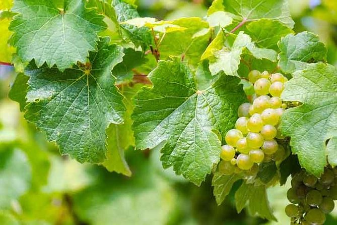 Rome Vineyards Wine tasting Private Day Tour - The Comfort of Private, Stress-Free Transfers