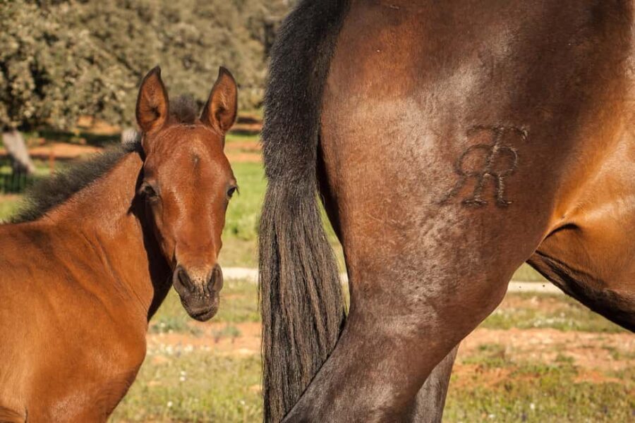 Ronda: Entrance to Reservatauro Ronda - Tour Logistics and Practical Details