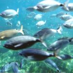 Roses: Costa Brava Catamaran Trip with Underwater Views - Starting Point and Meeting Arrangements