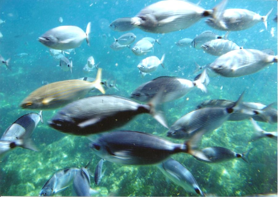 Roses: Costa Brava Catamaran Trip with Underwater Views - Starting Point and Meeting Arrangements