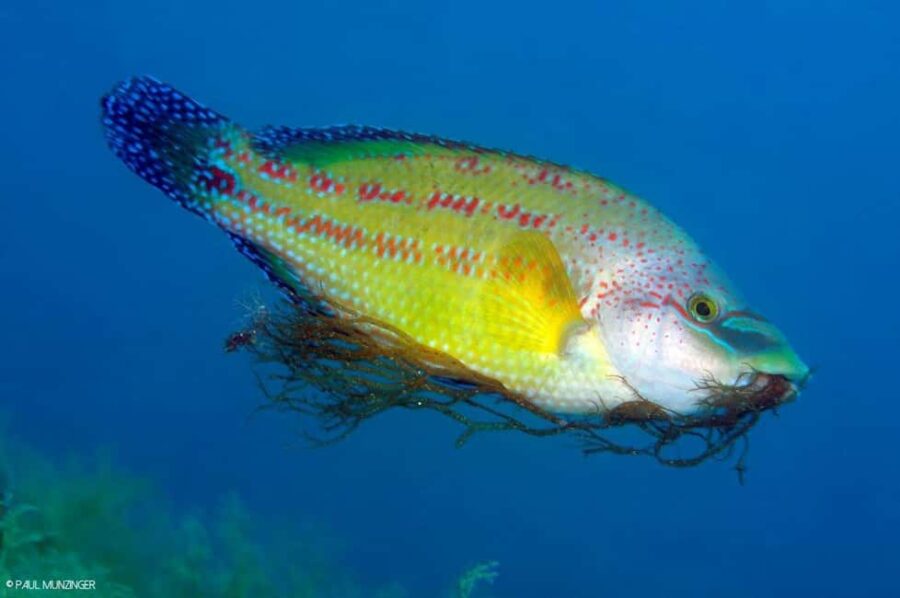 Roses: PADI Discover Scuba Diving Experience - Starting Your Underwater Journey in Roses: An Introduction to Scuba