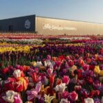 Rotterdam: Private Sightseeing Tour Keukenhof & Tulip fields - Discovering Keukenhof’s Flower Gardens and Exhibitions