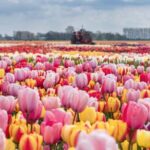 Rotterdam: Private Tour Tulips, Keukenhof, Windmill & Cheese - Starting Point and Transportation Details in Rotterdam