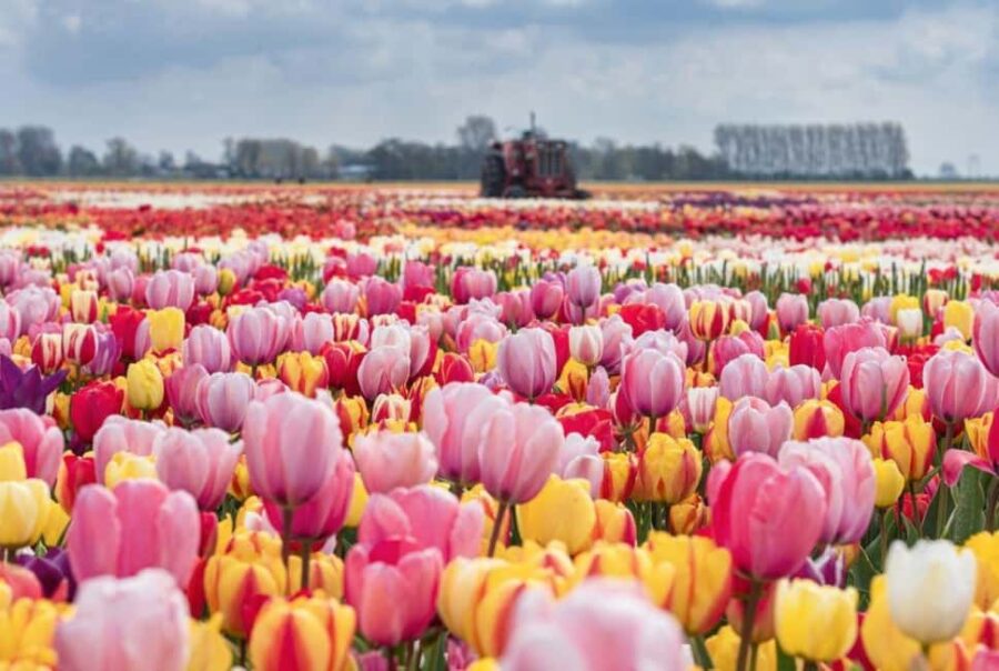 Rotterdam: Private Tour Tulips, Keukenhof, Windmill & Cheese - Starting Point and Transportation Details in Rotterdam