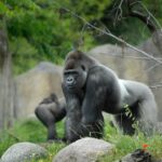 Rotterdam Zoo Diergaarde Blijdorp Direct Entrance Ticket - Rotterdam Zoos Unique Features and Highlights